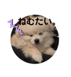 愛犬エースのスタンプ（個別スタンプ：2）