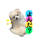 愛犬エースのスタンプ（個別スタンプ：4）