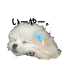 愛犬エースのスタンプ（個別スタンプ：5）