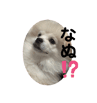 愛犬エースのスタンプ（個別スタンプ：6）