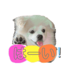 愛犬エースのスタンプ（個別スタンプ：7）