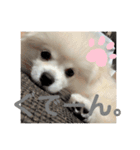 愛犬エースのスタンプ（個別スタンプ：8）