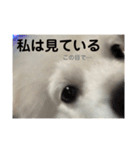 愛犬エースのスタンプ（個別スタンプ：9）