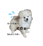 愛犬エースのスタンプ（個別スタンプ：10）