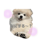 愛犬エースのスタンプ（個別スタンプ：12）