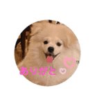 愛犬エースのスタンプ（個別スタンプ：14）