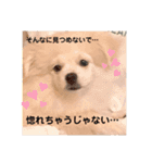 愛犬エースのスタンプ（個別スタンプ：15）