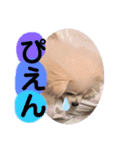 愛犬エースのスタンプ（個別スタンプ：16）
