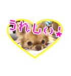 吾輩はハナである 2（個別スタンプ：11）