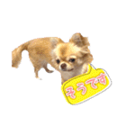 吾輩はハナである 2（個別スタンプ：12）