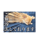 吾輩はハナである 2（個別スタンプ：13）