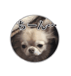 吾輩はハナである 2（個別スタンプ：18）