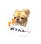 吾輩はハナである 2（個別スタンプ：19）
