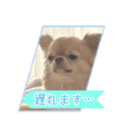 吾輩はハナである 2（個別スタンプ：20）