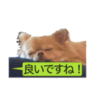 吾輩はハナである 2（個別スタンプ：22）