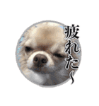 吾輩はハナである 2（個別スタンプ：23）
