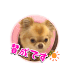 吾輩はハナである 2（個別スタンプ：24）