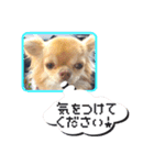 吾輩はハナである 2（個別スタンプ：30）