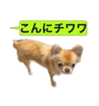 吾輩はハナである 2（個別スタンプ：32）