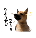 雑種犬うめちゃん。（個別スタンプ：1）
