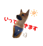 雑種犬うめちゃん。（個別スタンプ：3）