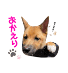 雑種犬うめちゃん。（個別スタンプ：4）