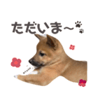 雑種犬うめちゃん。（個別スタンプ：5）