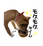雑種犬うめちゃん。（個別スタンプ：6）
