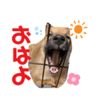 雑種犬うめちゃん。（個別スタンプ：7）