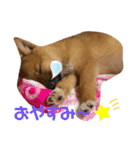 雑種犬うめちゃん。（個別スタンプ：8）