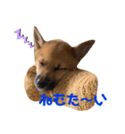 雑種犬うめちゃん。（個別スタンプ：9）