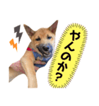 雑種犬うめちゃん。（個別スタンプ：10）