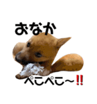雑種犬うめちゃん。（個別スタンプ：12）