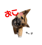 雑種犬うめちゃん。（個別スタンプ：14）