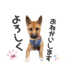 雑種犬うめちゃん。（個別スタンプ：15）