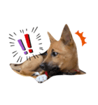 雑種犬うめちゃん。（個別スタンプ：16）