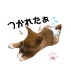 雑種犬うめちゃん。（個別スタンプ：17）