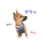 雑種犬うめちゃん。（個別スタンプ：18）
