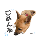 雑種犬うめちゃん。（個別スタンプ：19）