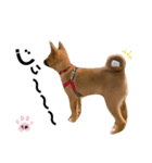 雑種犬うめちゃん。（個別スタンプ：20）