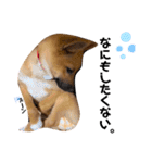 雑種犬うめちゃん。（個別スタンプ：21）