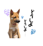 雑種犬うめちゃん。（個別スタンプ：22）