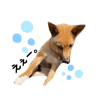 雑種犬うめちゃん。（個別スタンプ：24）
