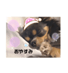 チワワ イヴ（個別スタンプ：4）