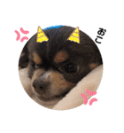 チワワ イヴ（個別スタンプ：6）