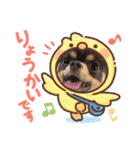 チワワ イヴ（個別スタンプ：12）