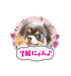 チワワ イヴ（個別スタンプ：18）
