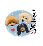 ゆる筆ペット♡ポンド、ロット、ルナ 3dogs（個別スタンプ：3）