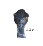 鳥のエミュー(著作権フリー画像使用)（個別スタンプ：2）