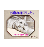 ドルにゃんスタンプ（個別スタンプ：3）